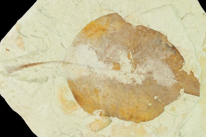 Miocene Fossil Leaf (Populus) - Augsburg, Germany #139448